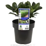 Rhaphiolepis Maximus™ - Plant photo