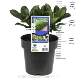 Rhaphiolepis Maximus™ - Product photo