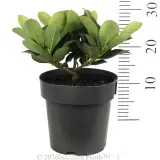 Rhaphiolepis Maximus™ - Reference photo