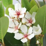 Rhaphiolepis Maximus™ - Detail photo