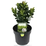 Rhaphiolepis 'Snow Maiden' - Plant photo