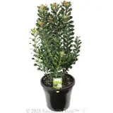 Rhaphiolepis 'Snow Maiden' - Plant photo