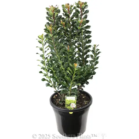 Rhaphiolepis 'Snow Maiden'
