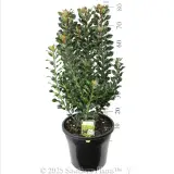 Rhaphiolepis 'Snow Maiden' - Product photo