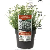 Paper Daisy - Product photo