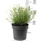 Paper Daisy - Reference photo