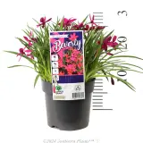 Rhodohypoxis Beverley - Product photo