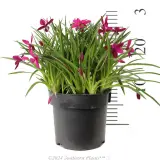 Rhodohypoxis Beverley - Reference photo