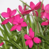 Rhodohypoxis Beverley - Detail photo