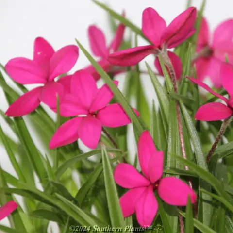 Rhodohypoxis Beverley