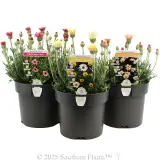Zagora Moroccan Daisy - Plant photo
