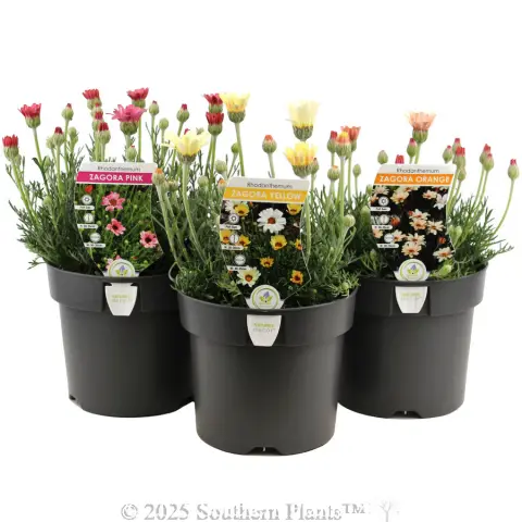 Zagora Moroccan Daisy