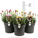 Zagora Moroccan Daisy - Product photo