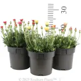 Zagora Moroccan Daisy - Reference photo