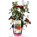 Cherry Flower Carpet Rose - Alternate photo