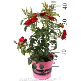 Cherry Flower Carpet Rose - Reference photo