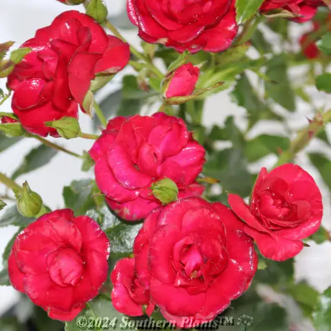 Cherry Flower Carpet Rose