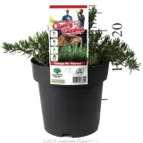 Rosemary Chef’s Choice™ - Product photo