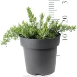 Rosemary Chef’s Choice™ - Reference photo