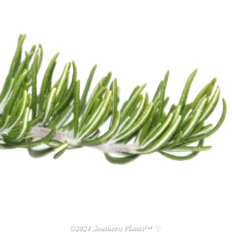 Rosemary Chef’s Choice™