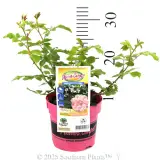 Rose Flower Carpet AppleBlossom - Product photo