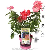 Rose Flower Carpet Coral - Product photo