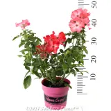 Rose Flower Carpet Coral - Reference photo