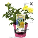 Rose Flower Carpet Gold - Product photo