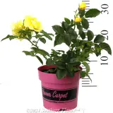 Rose Flower Carpet Gold - Reference photo