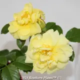 Rose Flower Carpet Gold - Detail photo
