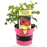 Rose Flower Carpet Pink - Plant photo