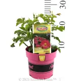 Rose Flower Carpet Pink - Product photo