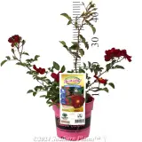 Rose Flower Carpet Red - Product photo
