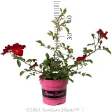 Rose Flower Carpet Red - Reference photo