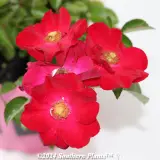 Rose Flower Carpet Red - Detail photo