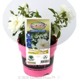 Rose Flower Carpet White - Plant photo