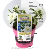 Rose Flower Carpet White - Product photo