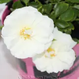 Rose Flower Carpet White - Detail photo