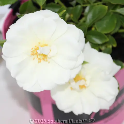 Rose Flower Carpet White