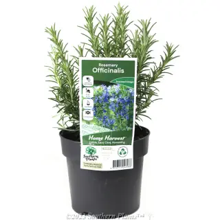 Rosmarinus officinalis — Potted plant