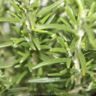 Rosmarinus officinalis — Plant detail