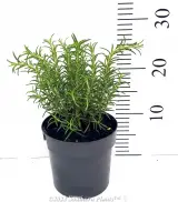 Rosemary - Primary