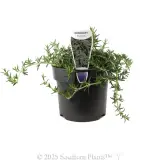 Prostrate Rosemary - Plant photo