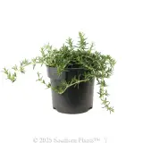 Prostrate Rosemary - Alternate photo