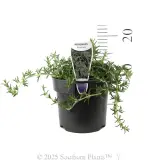 Prostrate Rosemary - Product photo