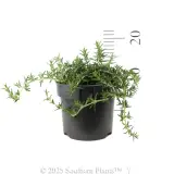 Prostrate Rosemary - Reference photo
