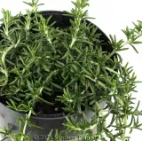 Prostrate Rosemary - Detail photo