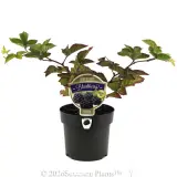 Chester Blackberry - Plant photo