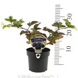 Chester Blackberry - Product photo