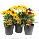 Black-eyed Susan Assorted - Plant photo